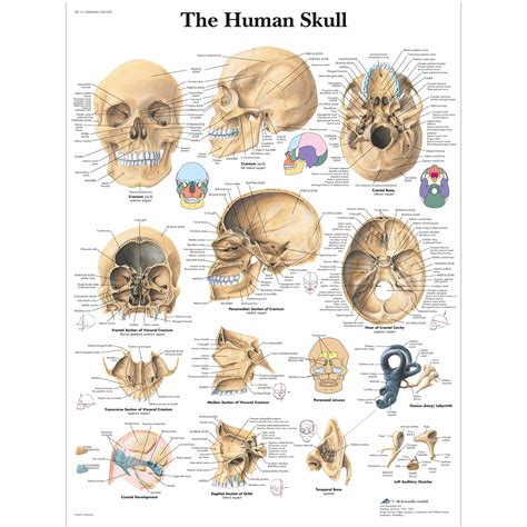 Human Skull Chart - SEM Trainers