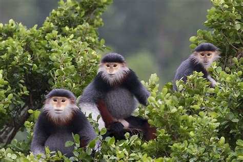 10 Animals Found in Vietnam - WorldAtlas