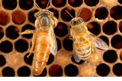 Queen Bee Vs Worker Bee: What’s The Difference? | Busy Beekeeping