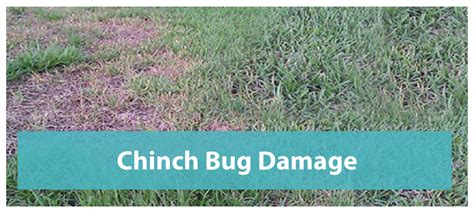 Chinch Bug Damage - Florida's Eden Inc.