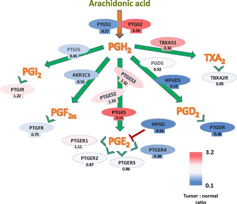 Arachidonic Acid Cox Pathway