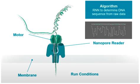 Biosensors | Free Full-Text | Nanopore Technology and Its Applications in Gene Sequencing