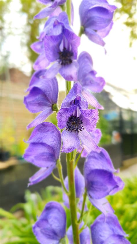 How to grow aconitum - Gardens Illustrated