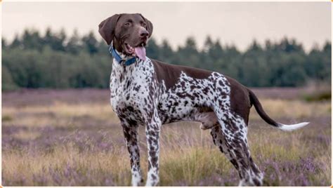 Blue Lacy Dog - Facts, Pictures, Puppies, Temperament, Breeders ...