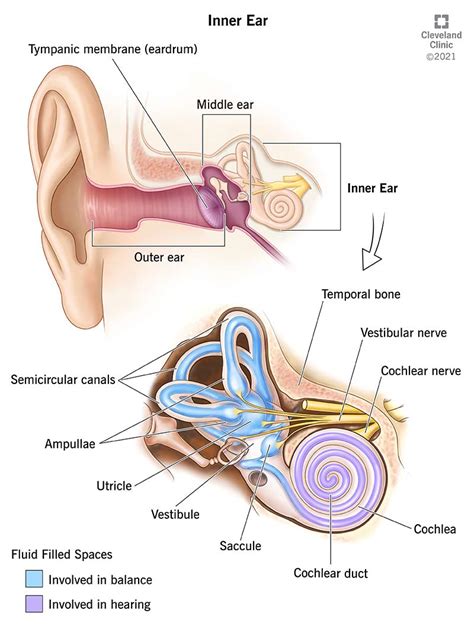 Cochlea: Anatomy, Function, and Treatment - kienitvc.ac.ke