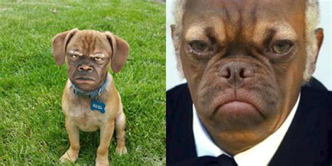 [PHOTOS] Having A Bad Day? Grumpy Earl's Puppy Face Will Make You Feel Much Better