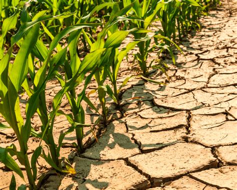 Drought resistant farming breakthrough: GMO corn survives nearly two months without water thanks ...