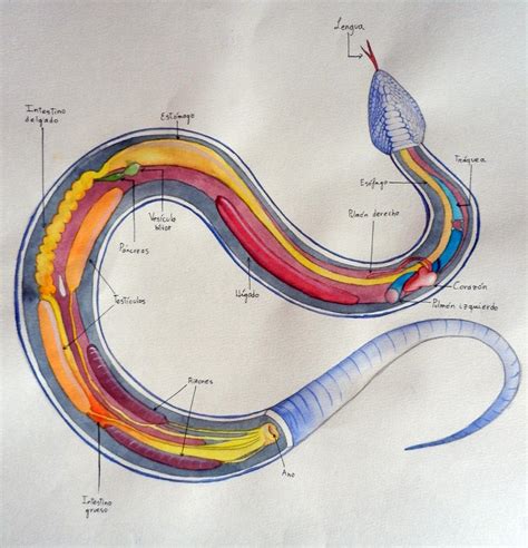 Snake organs (Anatomy study) by Erobertix on DeviantArt