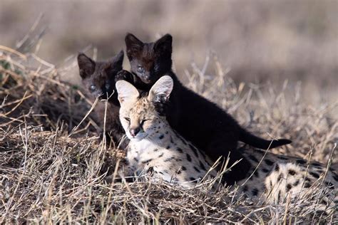 Manja, The Rare Melanistic Serval Cat Roams The Serengeti In Tanzania - Illuzone