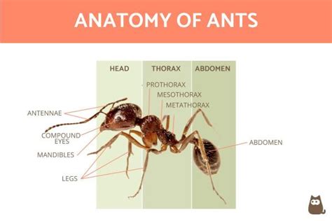 Ant Anatomy - A Comprehensive Guide