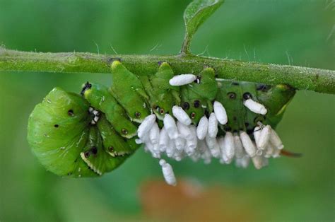 Braconid Wasps Garden Benefits & How to Attract Them - Dre Campbell Farm