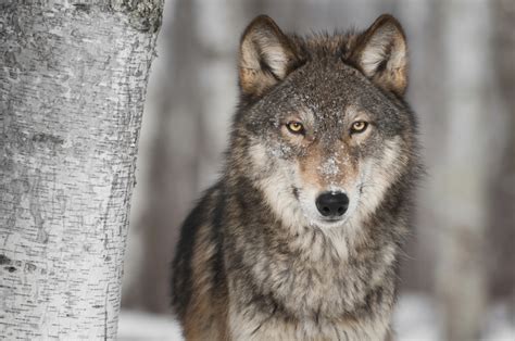 Panel Issues Report on Gray Wolf Science | The Current