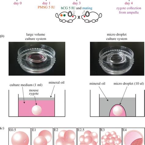 Charts of embryo survival rates (morula and blastocyst) (a) Morula and ...