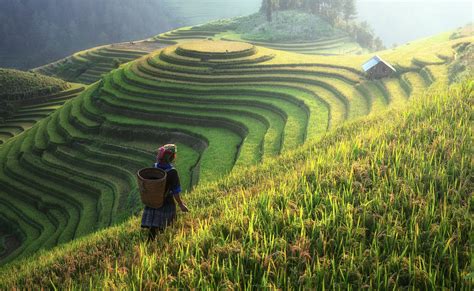 Rice Terraces HD Wallpapers - Top Free Rice Terraces HD Backgrounds ...