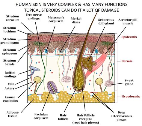 Skin Layers Diagram Labeled