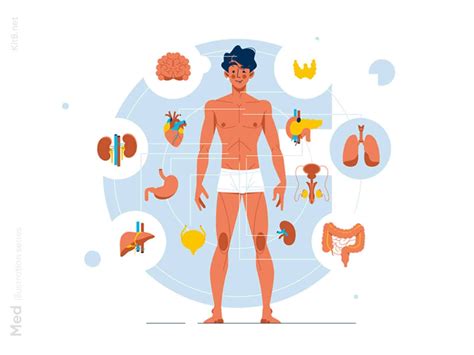 Human body anatomy illustration by Kit8 on Dribbble