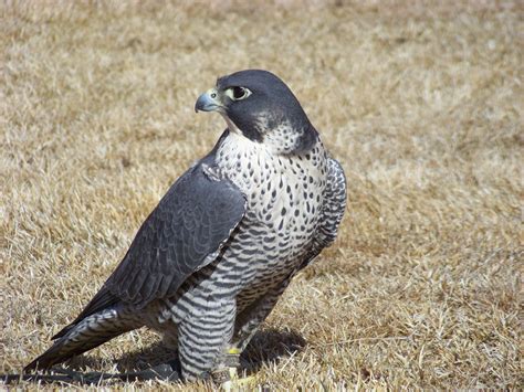 Peale's Falcon (Falco peregrinus pealei); not officially classified, for it is not its own ...