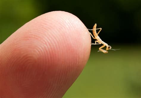 Keeping Praying Mantis as Pets | Keeping Exotic Pets