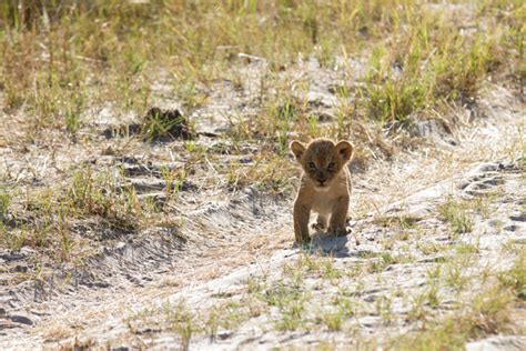 cecil-the-lion-cub-Hwange - Africa Geographic