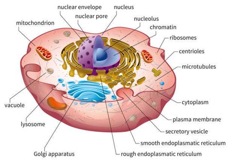 Cytoplasm: Definition, Structure, Functions, Diagram, Properties - PhD Nest