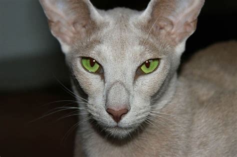 Oriental Shorthair Cat: Info, Pictures, Characteristics & Facts | Hepper