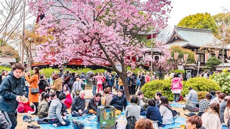 20 Facts About Hanami (Cherry Blossom Viewing) - Facts.net