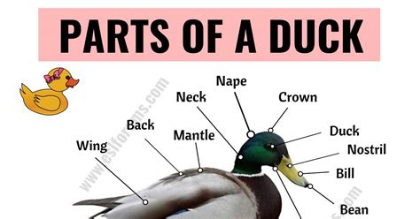 Duck Anatomy: Different Parts of a Duck with ESL Picture! - ESL Forums