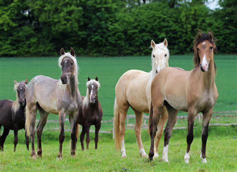 Information about the Rocky Mountain Horse Breed