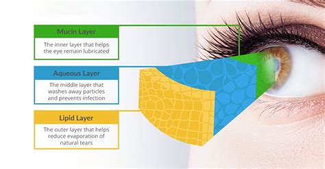 Unlocking the Science Behind Dry Eyes: Understanding Tears and the Tear Film — Eye Academy