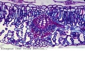 Dicot Leaf Veins