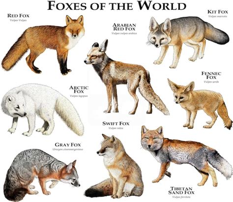 Foxes of the World Poster Print | Etsy