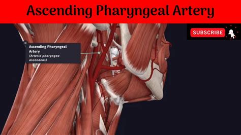 Ascending Pharyngeal Artery #Anatomy #mbbs #education #bds #headandneckanatomy #arteries - YouTube