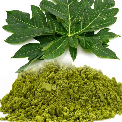 Organic Papaya Leaf Powder Capsules in Bulk for Wholesale Price from Sri Lanka | Ekowarehouse