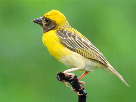 గిజిగాడు (The Weaver Bird) | పక్షుల ప్రపంచం-శాస్త్రీయ విశ్లేషణ | Sirimalle