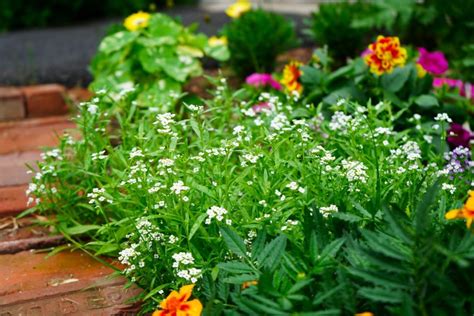 Top 20 Carrot Companion Plants For Your Garden - Geeky Greenhouse