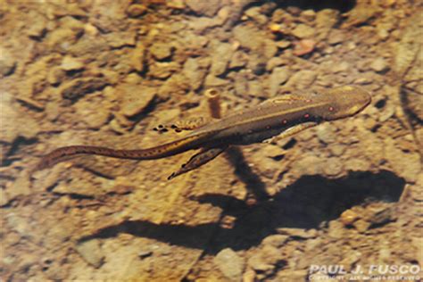 Eastern Newt Life Cycle