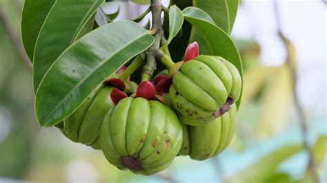 Garcinia Cambogia - Does it Work for Weight Loss? - BioThrive