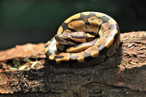 How to Care for Your Ball Python Snake - Allan's Pet Center