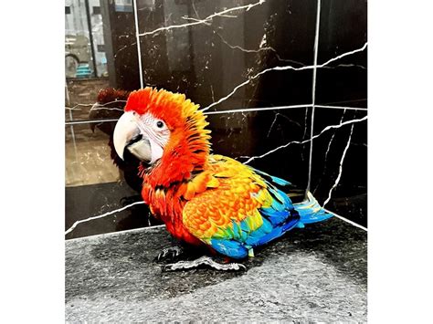 FLAME MACAW-Bird--MULTICOLORED-3809740-Petland Columbus, Ohio