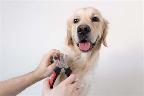 Best Tips for Grooming a Golden Retriever - Time for Goldens