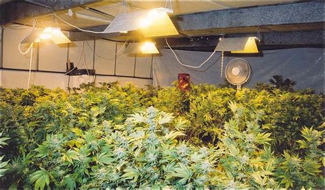 How to Grow Weed Indoors: Marijuana Lighting