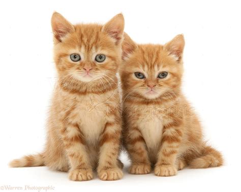 Red tabby British Shorthair kittens photo WP10862