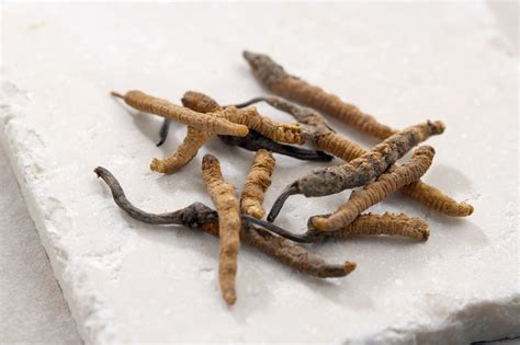 Cordyceps: Benefits, Side Effects, Dosage, and Interaction