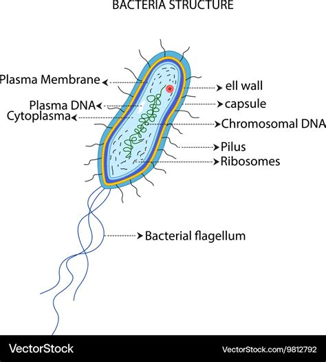 Structure of a bacterial cell cartoon Royalty Free Vector