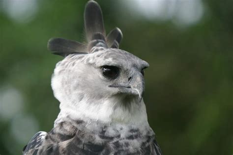 Harpy Eagle | The Peregrine Fund