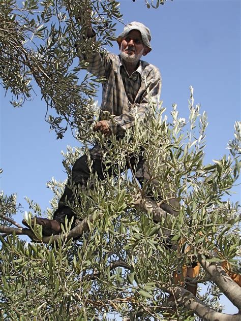 Scaling the tree during olive harvest, Palestine (West Bank) | Olive ...