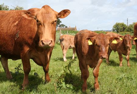 Brown Cow Online - The Online Directory of Cattle Breeders