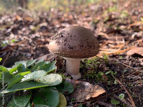 Edible mushroom in the autumn deciduous forest. Edible mushrooms among ...