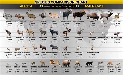 Types Of Deer List