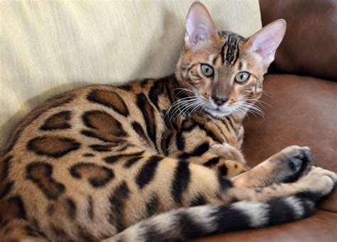 Beautiful Bengals – The Bengal Cat Directory – Resource for Bengal Cats, Kittens, and Information